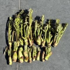 【初物‼︎棘有りタラの芽】　200gのサムネイル