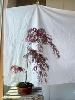 【盆栽】 【観葉植物】　花纏(はなまとい) 斑入りの枝垂れ紅葉 盆栽】 【観葉植物】 花纏(はなまとい) 斑入りの枝垂れ紅葉 - メルカリ