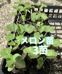 メロン苗　3苗　家庭菜園　③のサムネイル