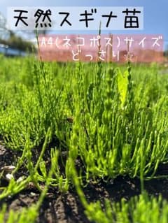 ¸¸✧・゜•天然無農薬スギナ.+:。:✧のサムネイル