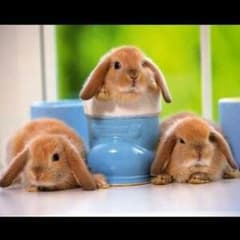 kiii様専用☆のサムネイル