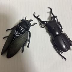 ガチャガチャ セミ クワガタ ドッキリに使ってみて！！のサムネイル
