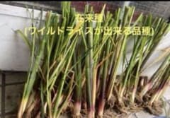 真菰苗 バケツ栽培セット 在来種&栽培種のサムネイル
