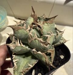 K*様 アガベ チタノタ 皇冠 脇芽【強鋸歯・強バンド・低重心・丸型】 - 5