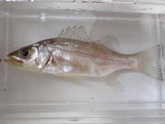 ギンカガミ 色彩保存液浸標本 | Shop at Mercari from Japan