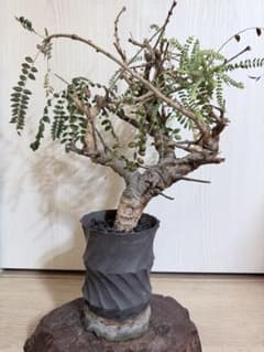 樹種不明　塊根植物　メルカリ便 塊根植物 ボスウェリアネグレクタ - メルカリ