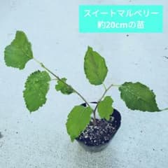 スイートマルベリー　マルベリー　桑の実　桑の木　果物　家庭菜園　⑤