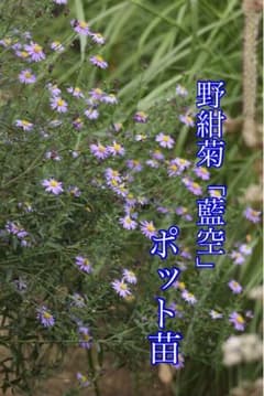 ノコンギク「藍空」蕾付き苗のサムネイル