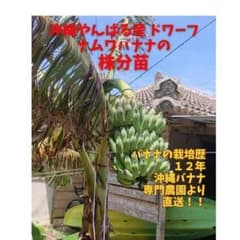 가격치기의 2종! 오키나와 본섬산 드워프 남와, 아이스크림 바나나의 모종 세트!