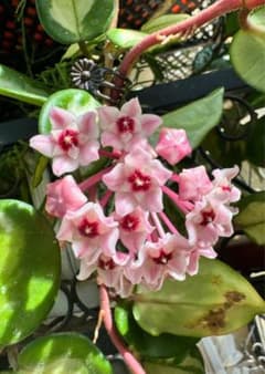 セール　珍種　レアホヤ　Hoya carnosa Brazil サクララン セール 珍種 レアホヤ Hoya carnosa Brazil サクララン - メルカリ