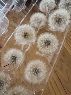 ドライフラワー タンポポの綿毛 10個 ＋5個おまけ　壊れにくいよう作りましたのサムネイル