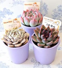 ①ファームパルクさん苗3点セット札付きポットごとメルカリ便バラ売り