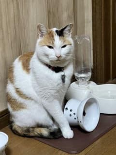 葵様専用のサムネイル