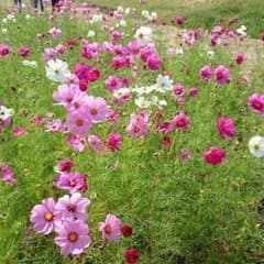 さー様専用（返金ページ）のサムネイル