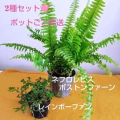 第4種発送/ポットごと発送/ネフロレピス＊ボストンファーン 第4種発送/ポットごと発送/ネフロレピス＊ボストンファーン