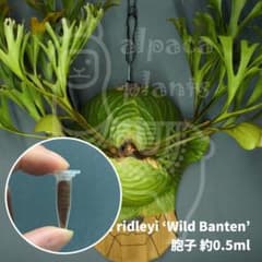 匿名配送 リドレイワイルド(バンテン産) 胞子 0.5ml以上 - メルカリ