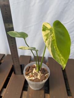 g*e様 Monstera 'Yellow Marilyn' モンステラ イエロ - メルカリ