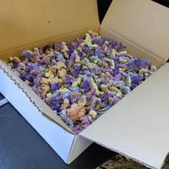 No5449 スターチスのドライフラワーミックス、大量セット、段ボール