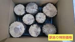 クヌギ 産卵木 16本セット 訳あり商品のサムネイル