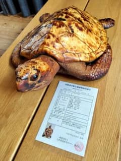 うみがめ科 剥製 国際希少野生動植物種登録標あり （※ただ今値下げ中