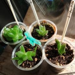 多肉植物 ハオルチア4種抜き苗のサムネイル