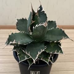 老白鯨 大株（5号鉢） - メルカリ