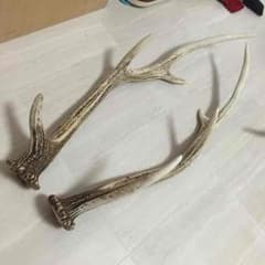 鹿の角のサムネイル