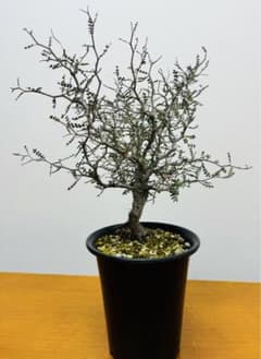 オペルクリカリア パキプス　実生4年管理 オペルクリカリア パキプス 実生4年目 4号鉢 オペルクリカリア