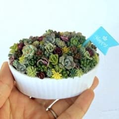 多肉植物 そのまま飾れる寄せ植え ✿ ちまちま ココット皿 Happyピック付き