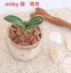 【 milky様専用　抜き苗】　 おもと　万年青　ハイドロカルチャーのサムネイル