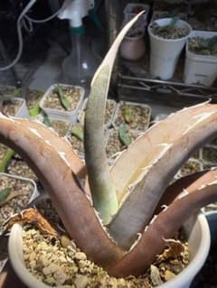 アガベ ルビー ハイブリッドアガベ チタノタ 塊根植物 パリー 斑入り