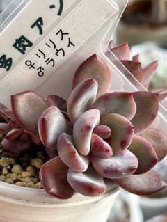 多肉植物　リリス×ラウイのサムネイル