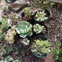 多肉植物　セダム　小梅　おもち　マジョール　夕波　マッコス　パープルヘイズのサムネイル