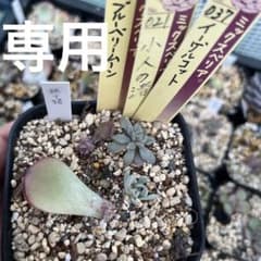 クロ様専用 おらいさん ミックスベリア 4種 【葉挿し】のサムネイル