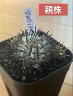 ユーフォルビアホリダ 宇田ゼブラホリダ×関上No.1ゼブラホリダ カキ子