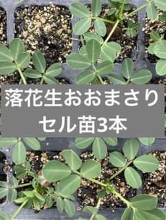 【セル苗】落花生おおまさり苗3本のサムネイル