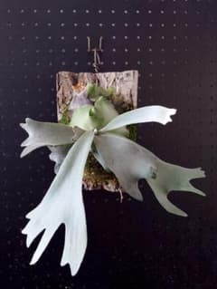 P.willinckii mix sporeling - メルカリ