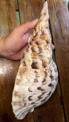 32cm 沖縄でとれた 法螺貝 置物 コレクション - メルカリ