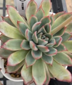 多肉植物…エケベリア♬*°レア苗！洋紅蓮華♡花芽付き♡匿名配送のサムネイル