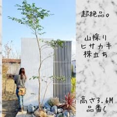 超絶品。山採りヒサカキ株立ち3.6M(鉢底から)品番C - メルカリ