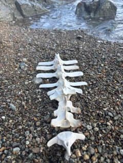 【希少】イルカ　スナメリ　骨　10本セット　背骨　椎骨　標本　骨格標本 希少】値下げ！イルカ スナメリ10本セット 背骨 椎骨 標本 骨格標本
