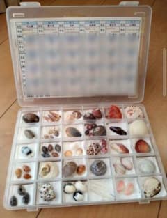 隕石　セット　標本　夏休み　自由研究 夏休み自由研究 鉱石の標本を作って鉱石博士になろう！工作 自由