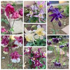 オダマキ種　ミックス　100粒以上