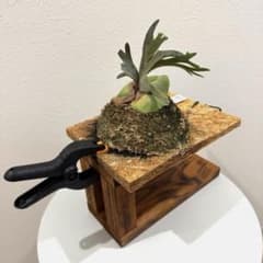 ビカクシダ 板付け用作業台　2WAY クランプ付き　管理番号:19のサムネイル