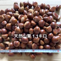 天然山栗1.1キロ　農薬不使用のサムネイル