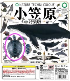 ネイチャーテクニカラー 小笠原特装版 アオウミガメ フィギュアのサムネイル