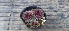 Sempervivum Achalurのサムネイル