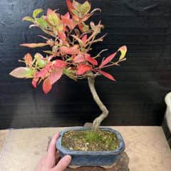 盆栽　ブルーベリー　樹高58cm 盆栽 ブルーベリー 樹高58cm 盆栽 ブルーベリー 樹高58cm