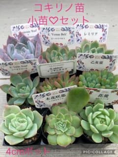 多肉植物 コキリノ苗♡小苗セット(メルカリ便)