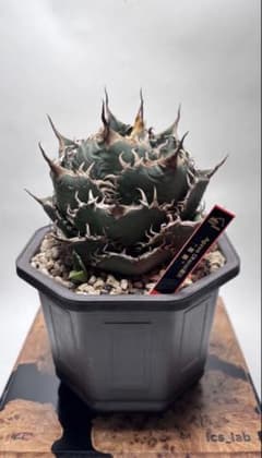 【発根済み】Agave Oteroi実生子株のサムネイル